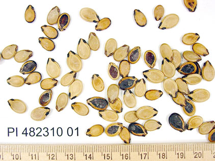 Click for 1 image(s) for this accession. SEED