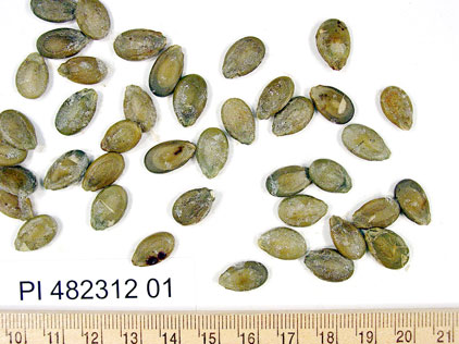 Click for 1 image(s) for this accession. SEED