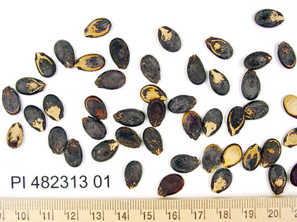 Click for 1 image(s) for this accession. SEED