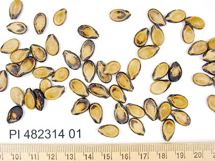 Click for 1 image(s) for this accession. SEED