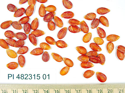 Click for 1 image(s) for this accession. SEED