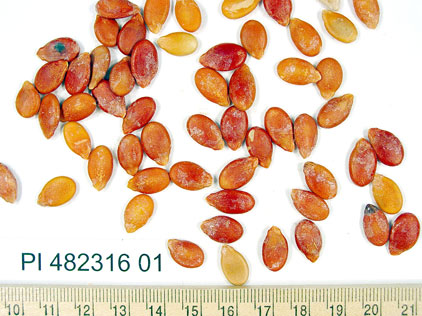 Click for 1 image(s) for this accession. SEED