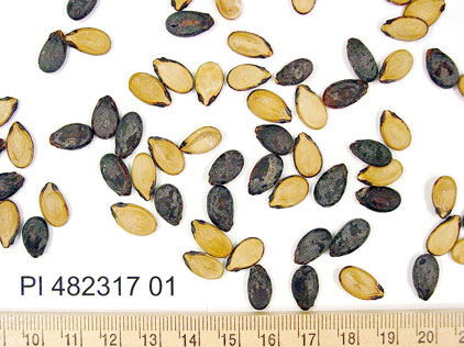 Click for 1 image(s) for this accession. SEED
