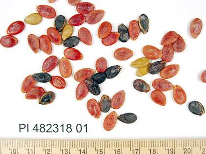 Click for 1 image(s) for this accession. SEED