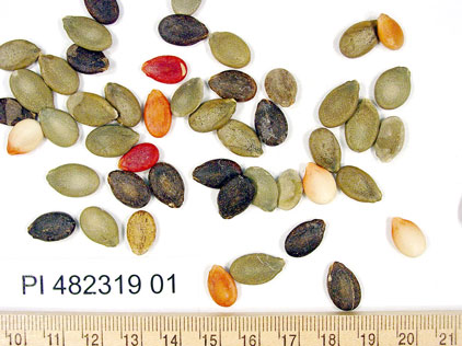 Click for 1 image(s) for this accession. SEED