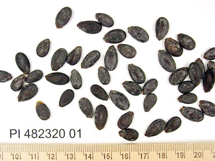 Click for 1 image(s) for this accession. SEED