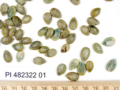 Click for 1 image(s) for this accession. SEED