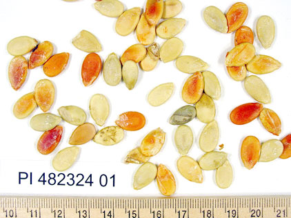 Click for 1 image(s) for this accession. SEED