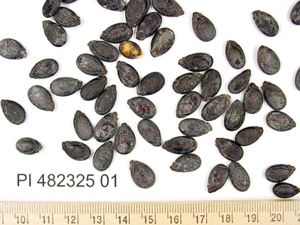 Click for 1 image(s) for this accession. SEED