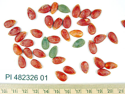 Click for 1 image(s) for this accession. SEED