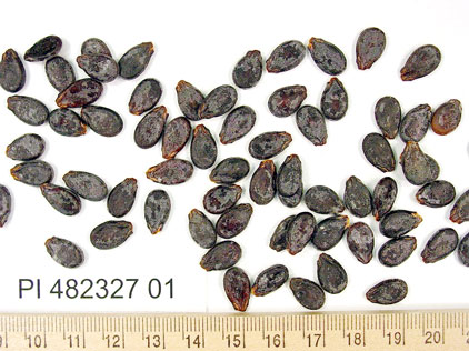 Click for 1 image(s) for this accession. SEED