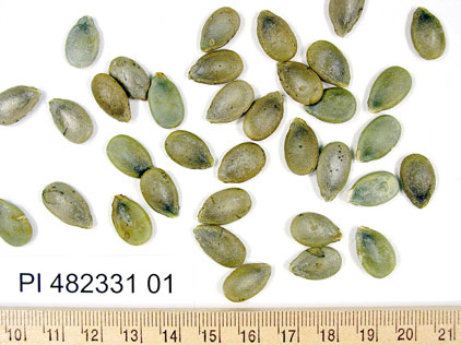 Click for 1 image(s) for this accession. SEED