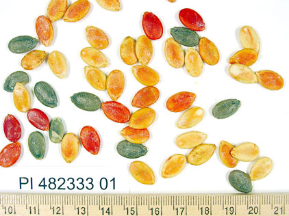 Click for 1 image(s) for this accession. SEED