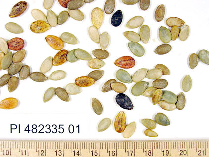 Click for 1 image(s) for this accession. SEED