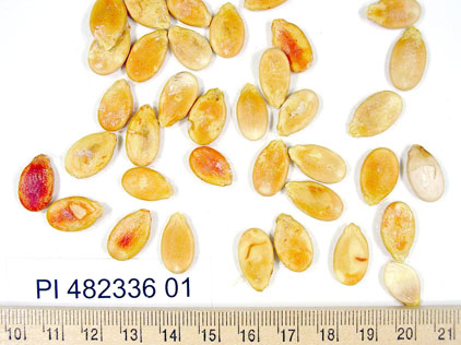 Click for 1 image(s) for this accession. SEED