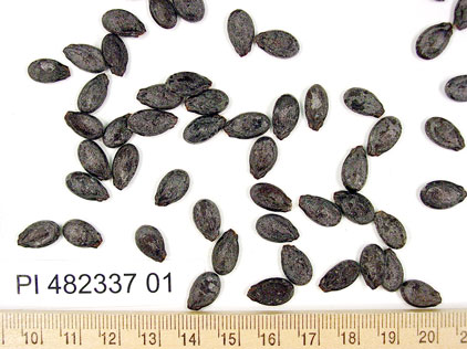 Click for 1 image(s) for this accession. SEED