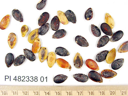 Click for 1 image(s) for this accession. SEED
