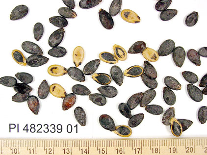 Click for 1 image(s) for this accession. SEED