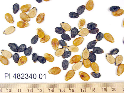Click for 1 image(s) for this accession. SEED