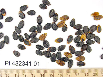 Click for 1 image(s) for this accession. SEED