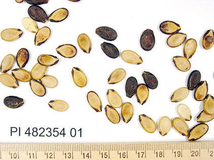 Click for 1 image(s) for this accession. SEED