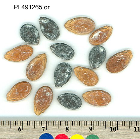 Click for 1 image(s) for this accession. SEED