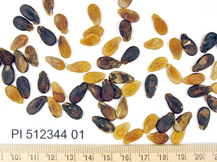 SEED