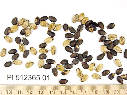 SEED