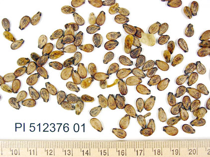 SEED