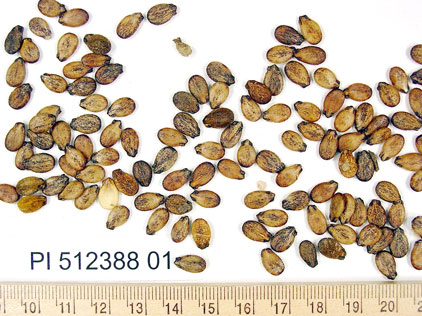 SEED