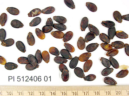 SEED