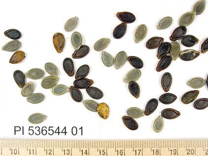 SEED