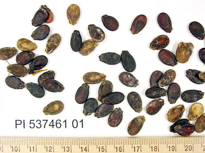 SEED