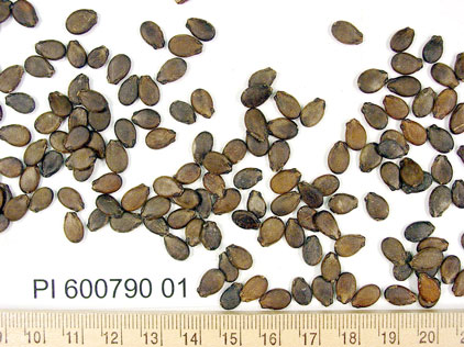 Click for 1 image(s) for this accession. SEED