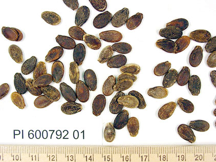 Click for 1 image(s) for this accession. SEED