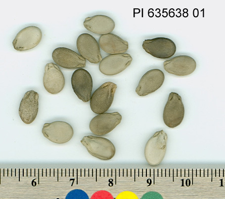 Click for 1 image(s) for this accession. SEED