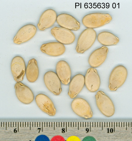 Click for 1 image(s) for this accession. SEED