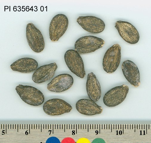 Click for 1 image(s) for this accession. SEED
