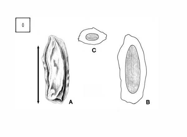 Disseminule drawings\; A: Seed; B: embryo in situ; C: transection of seed