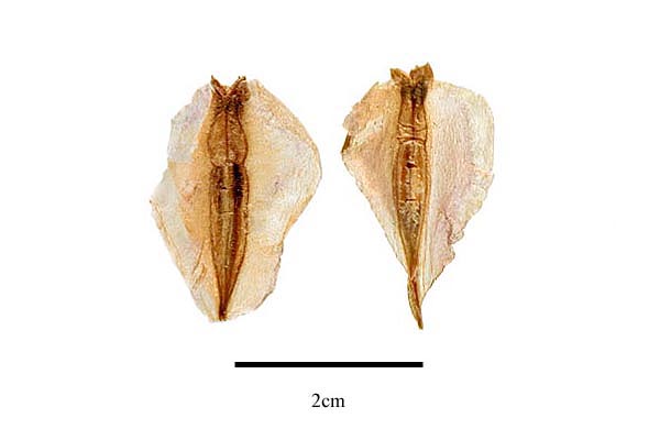 Seeds