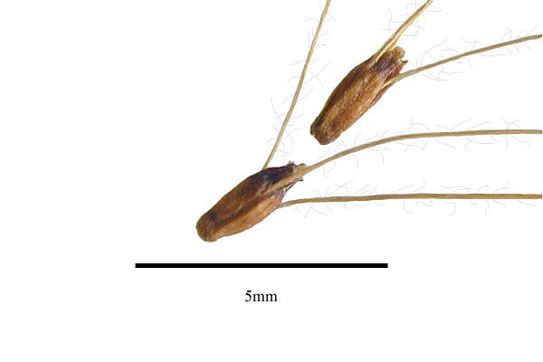 Seed