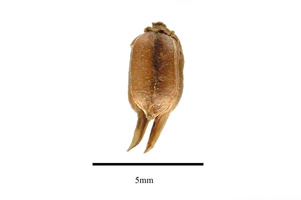 Fruit
