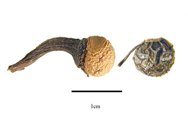 Fruits