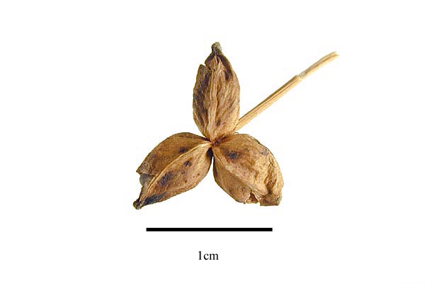 Fruits