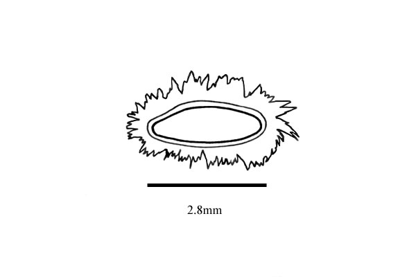 Embryo drawing