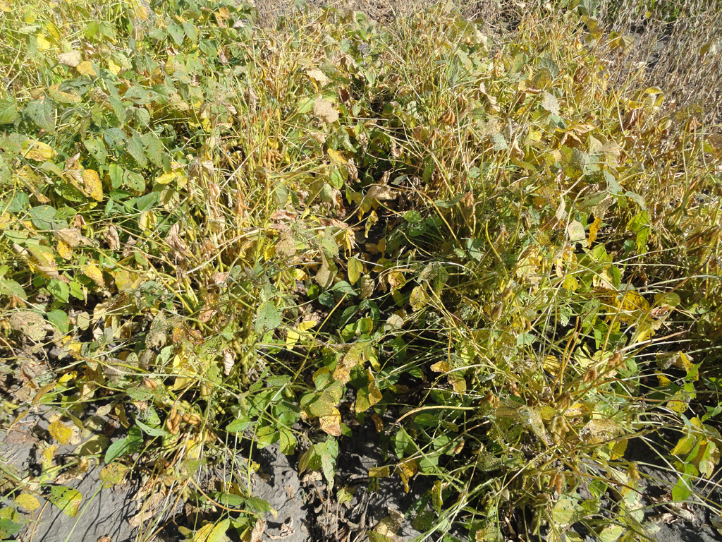 Click for 10 image(s) for this accession. PLANT