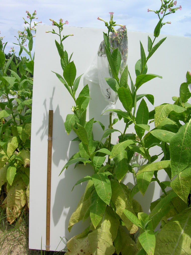 Click for 5 image(s) for this accession. PLANT