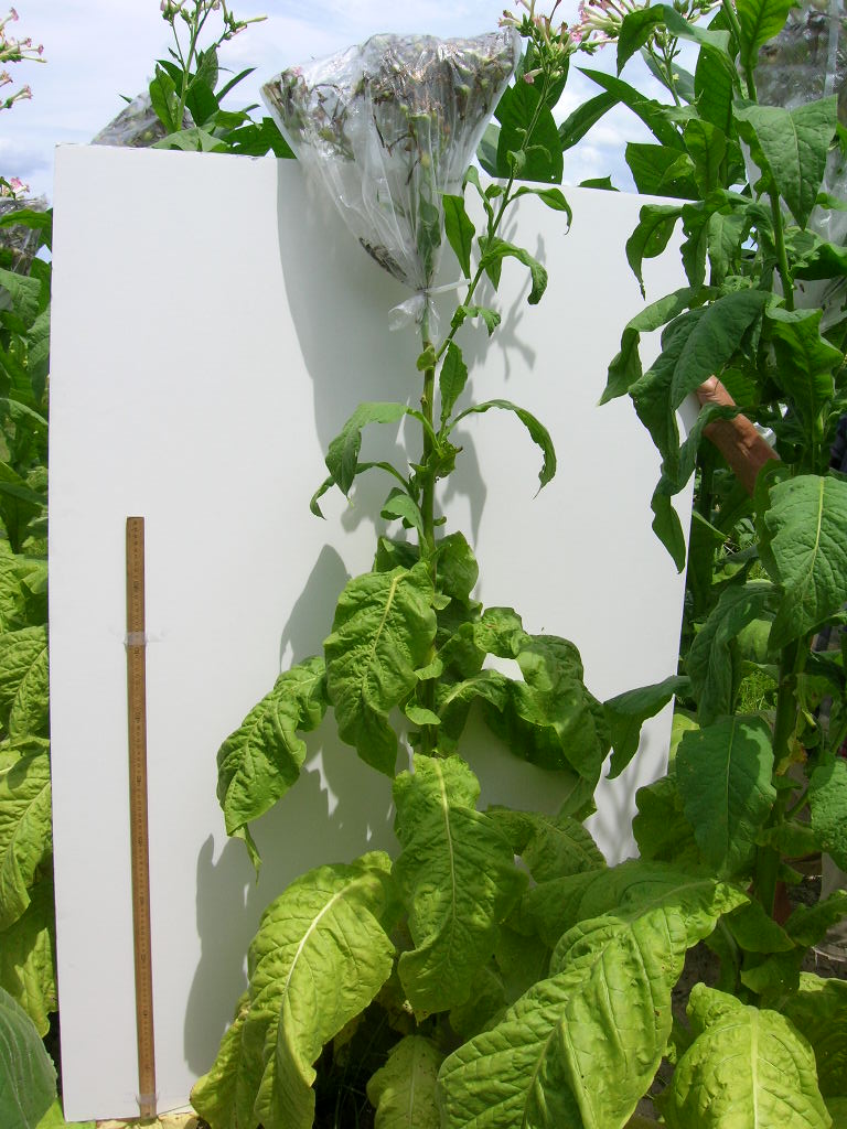 Click for 5 image(s) for this accession. PLANT