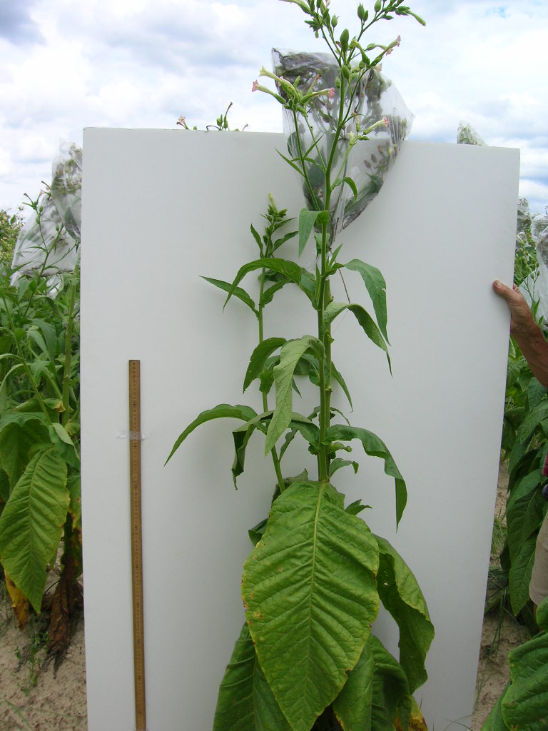 PLANT