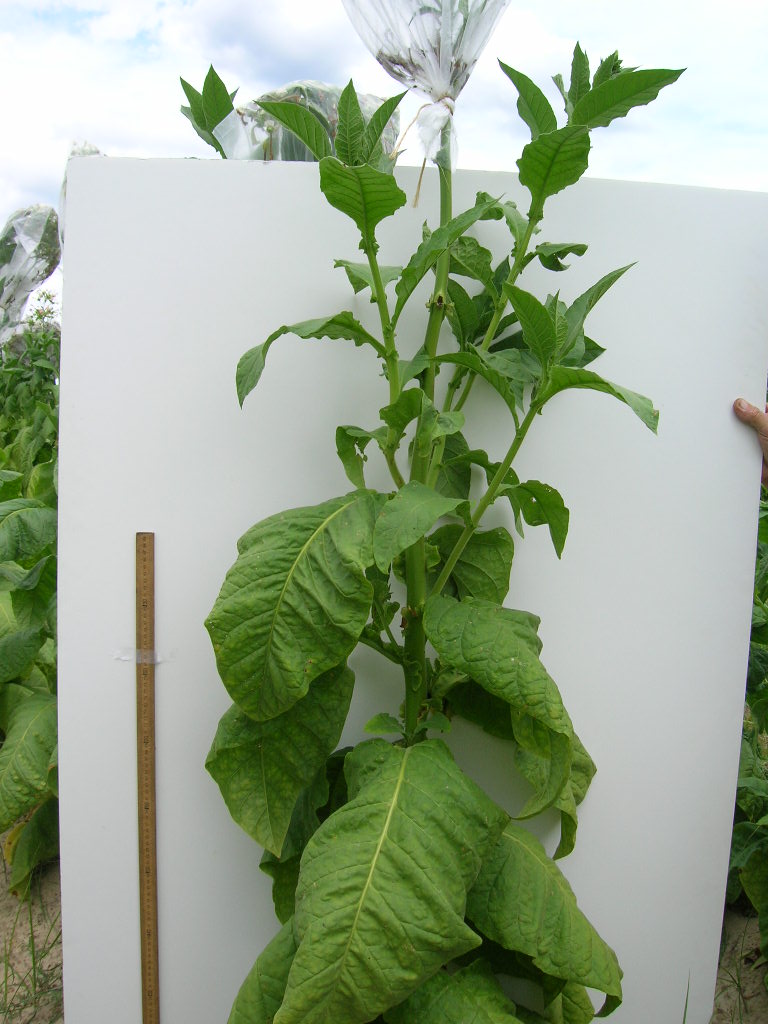 Click for 5 image(s) for this accession. PLANT
